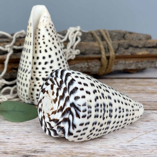 Conus leopardus 9cm - leopardus,