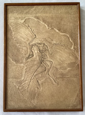Archaeopteryx. Berlin Exemplar