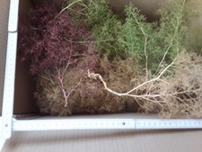 Seemoos/ Meerschaum für