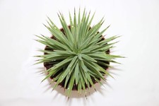 Agave stricta nana