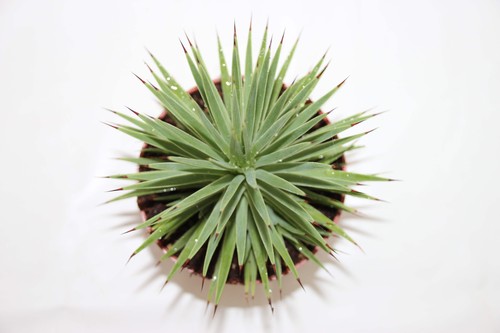 Agave stricta nana