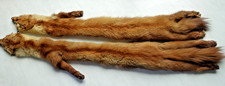 Echte alte fuchs - echte,