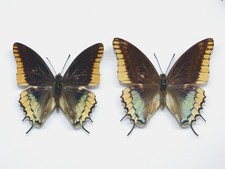 CHARAXES EPIJASIUS PAIR, AFRICA, COTE D'IVOIRE – Entomologie