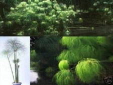 Papyrrus schnellwüchsige Pflanzen immergrüne Palmen für den Blumentopf / Samen