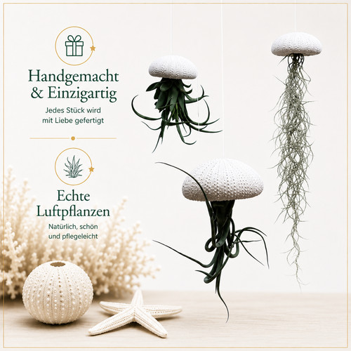 Quallen mit weißen - 3,