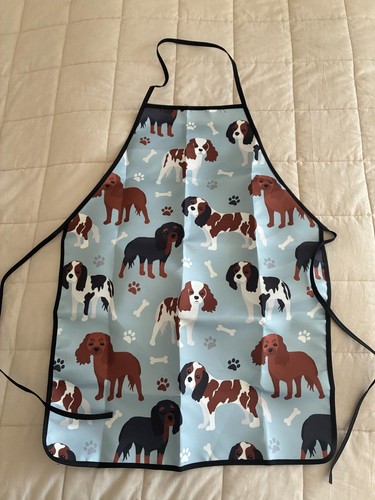 Cavalier king charles spaniel - cavalier,