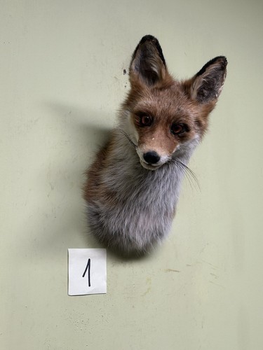 Fuchs kopf präparat - fuchs, präparat,