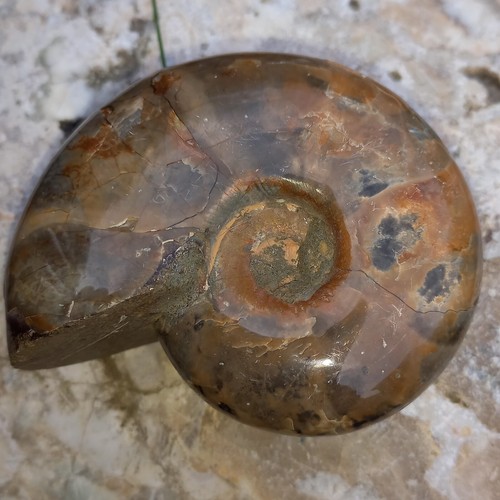 Lythoceras poliert - 7,5,