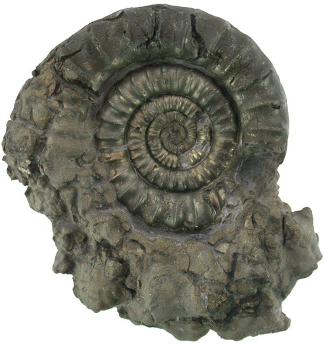 Lias crucilobiceras - lias,