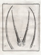 Gazelle gazelle antlers