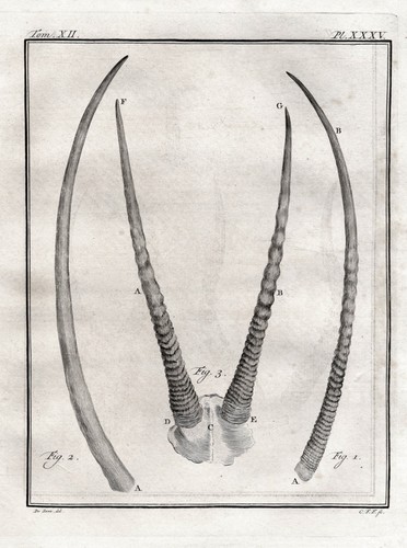 Gazelle gazellen geweih - gazellen,
