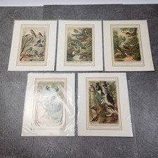 Vogel Bilder Set 5 Stück