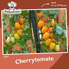 Datlo Tomatensamen für ca. 10 Pflanzen - süße Früchte, hoher Ertrag