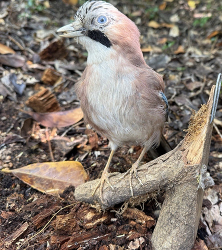 Eichelhäher vogelpräparat - eichelhäher,
