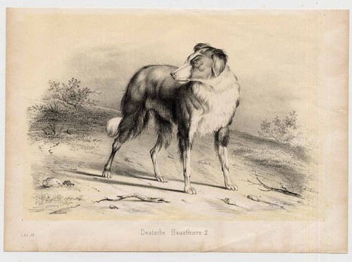 1870 barsoi windhund - 1870,