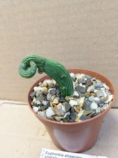 Euphorbia attastoma cristata, kakteen sukkulenten Kaktus