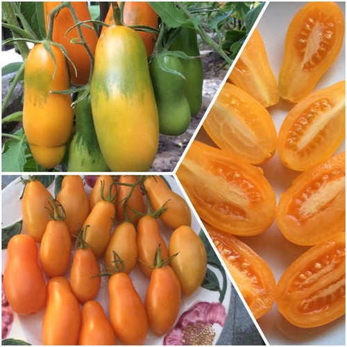 Samen san marzano - marzano, orange