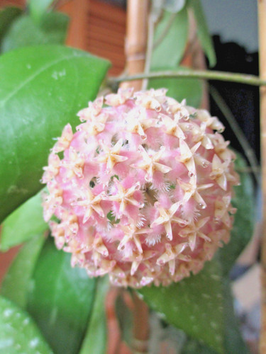 Hoya erythrostemma cotton - erythrostemma, 'cotton