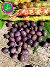 KAISER FRIEDRICH STANGENBOHNEN ? 15+ Bohnen ♥️ bunt, zart, ertragreich