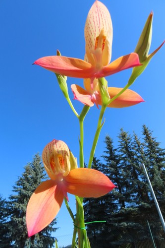 Kap orchidee disa - orchidee, uniflora