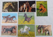 8 Pferde Postkarten, Araber -