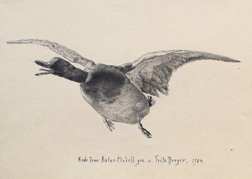 Fritz berger zeichnung ente - fritz,