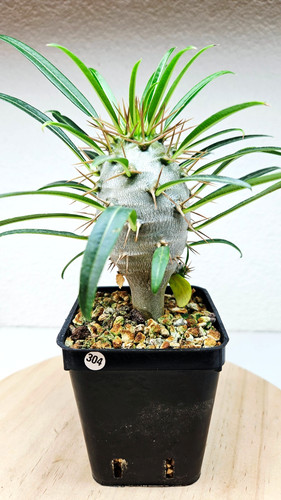 Pachypodium mikea live - pachypodium,