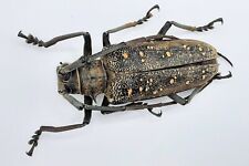 Cerambycidae, Batocera