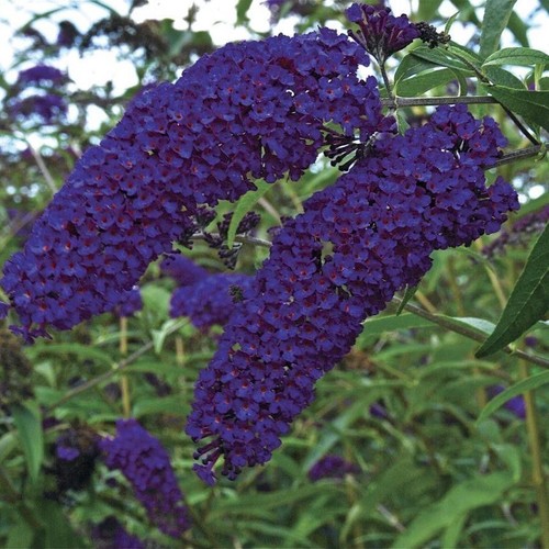 Schmetterlingsflieder - ,