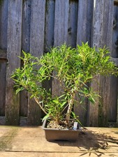 Willow Leaf Ficus Bonsai