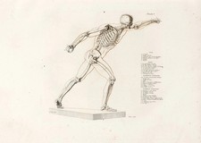 Anatomische Studien Wandkunst