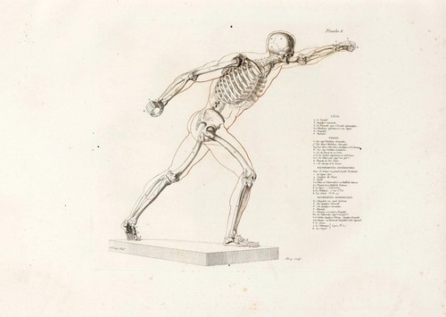 Anatomische studien wandkunst - studien,