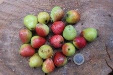 10 Samen, Speierling (sorbus domestica), Sporapfel, Klimabaum, Bienenweide