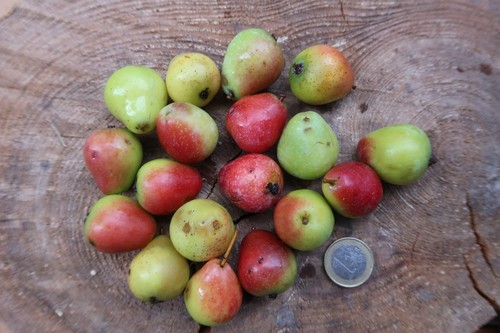 Samen speierling sorbus - 15, samen,