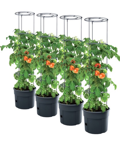 Tomatentopf topf tomaten - 4x,