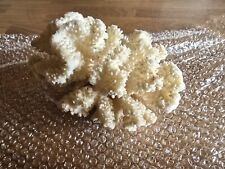 Koralle, Korallenstock, Steinkoralle