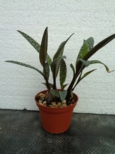 Scilla violacea we Kaktus