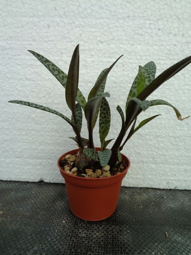 Scilla violacea kaktus - scilla,