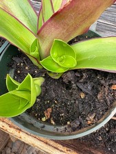 house plant  / old mans pipe /