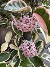  Hoya carnosa Krimson Queen Wachsblume Porzellanblume Zimmerpflanze 