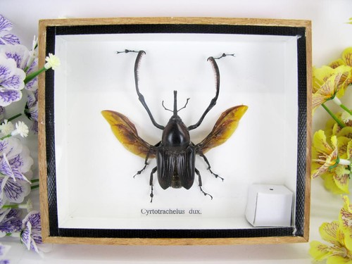 Cyrtorachelux dux 3d - cyrtorachelux, im