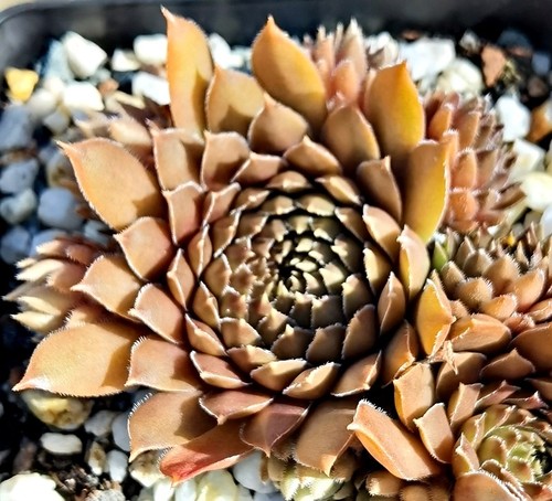 Sempervivum cognac 2 - "cognac",,