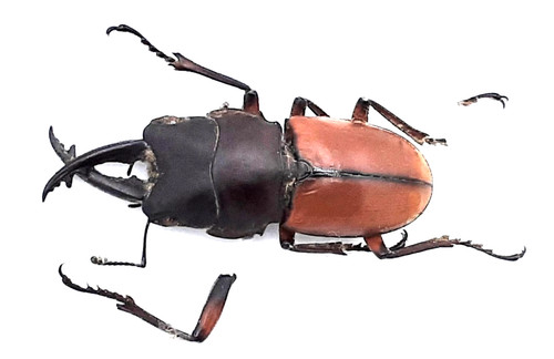 Lucanidae prosopocoilus - lucanidae,,