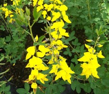 Schwarzginster -Cytisus