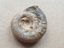 Super unpräp. Dactylioceras