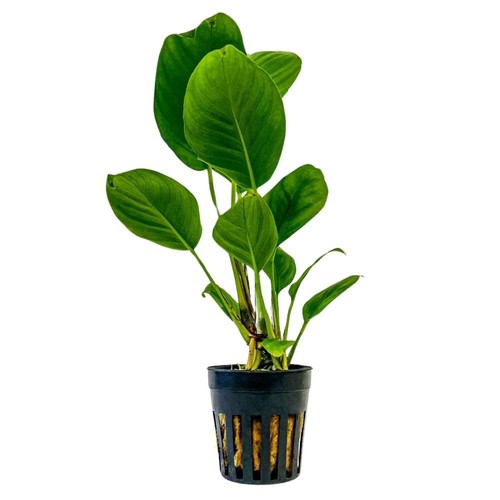 Aquarium pflanze anubias - pflanze,