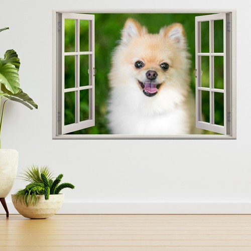 Pomeranian welpe hund haustier - pomeranian,