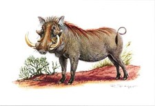 Warzenschwein (Phacochoerus