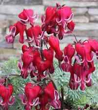 Sale688 Dicentra peregrina red fountain 5 Samen