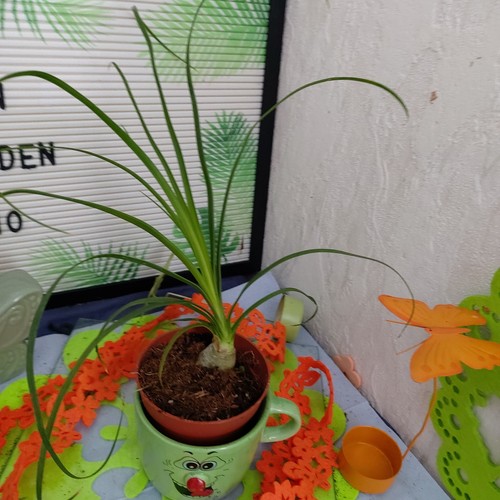 Elefantenfuß flaschenbaum - ,